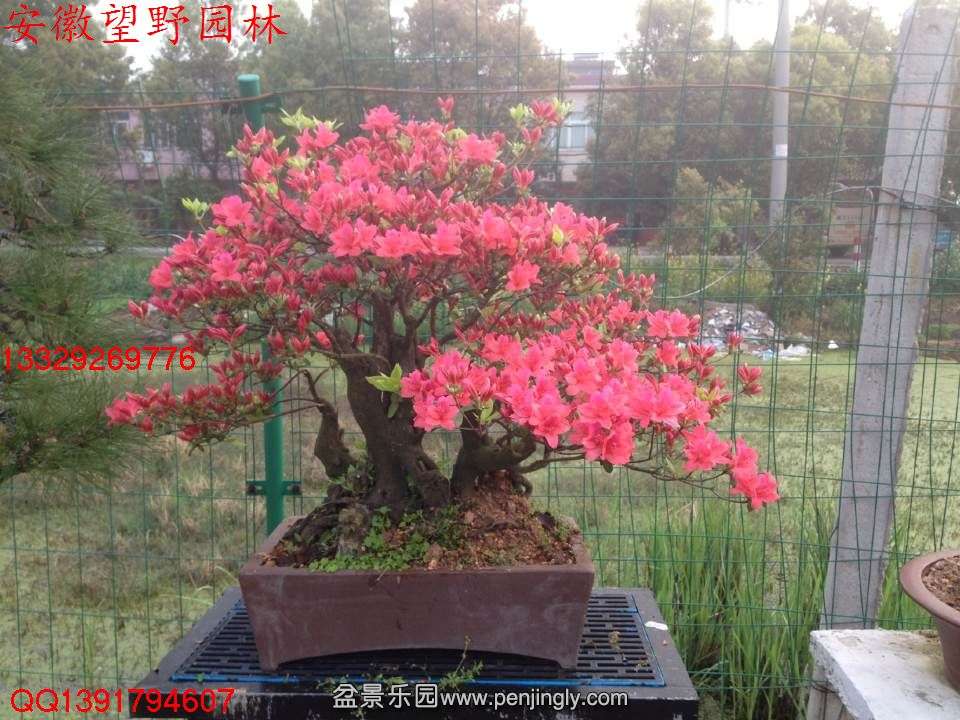 30E9A5ED9D8A17C2F7255103D271BD1A.jpg