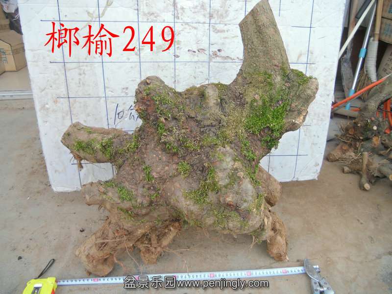 CIMG6819.JPG