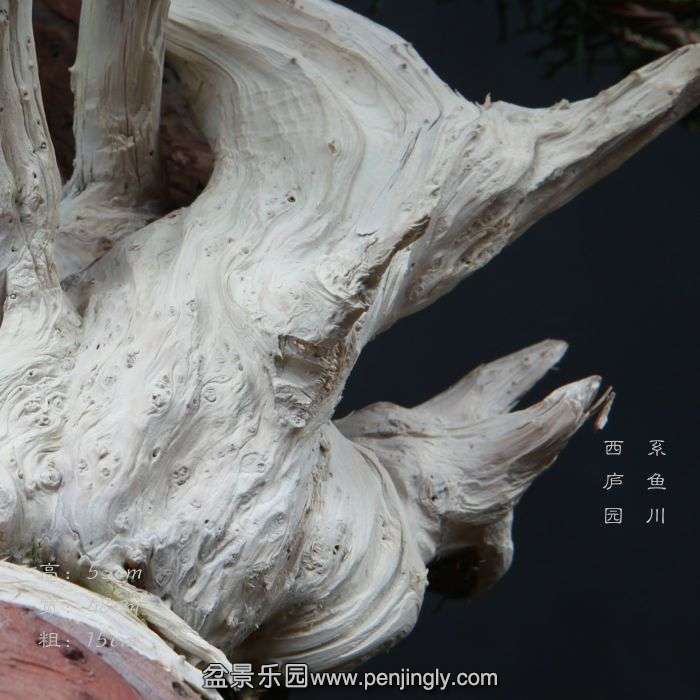bonsai1504012.jpg