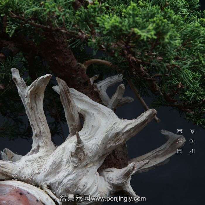 bonsai1504013.jpg