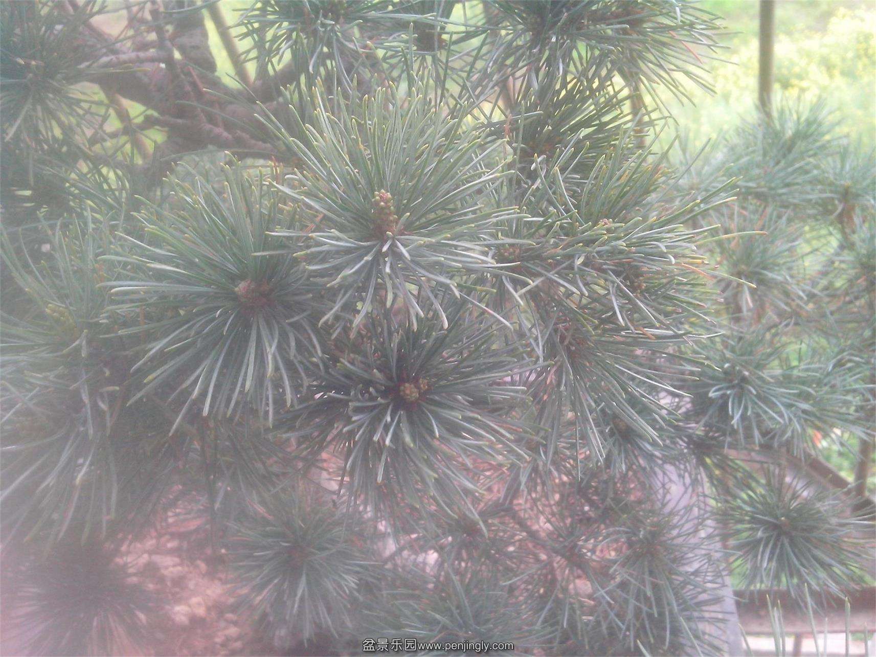IMG20150402003.jpg