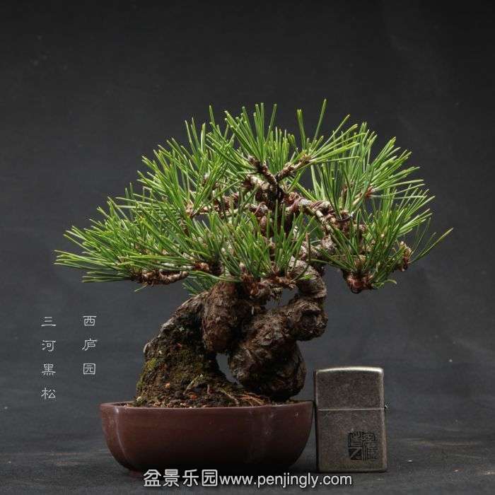 bonsai15040301.jpg