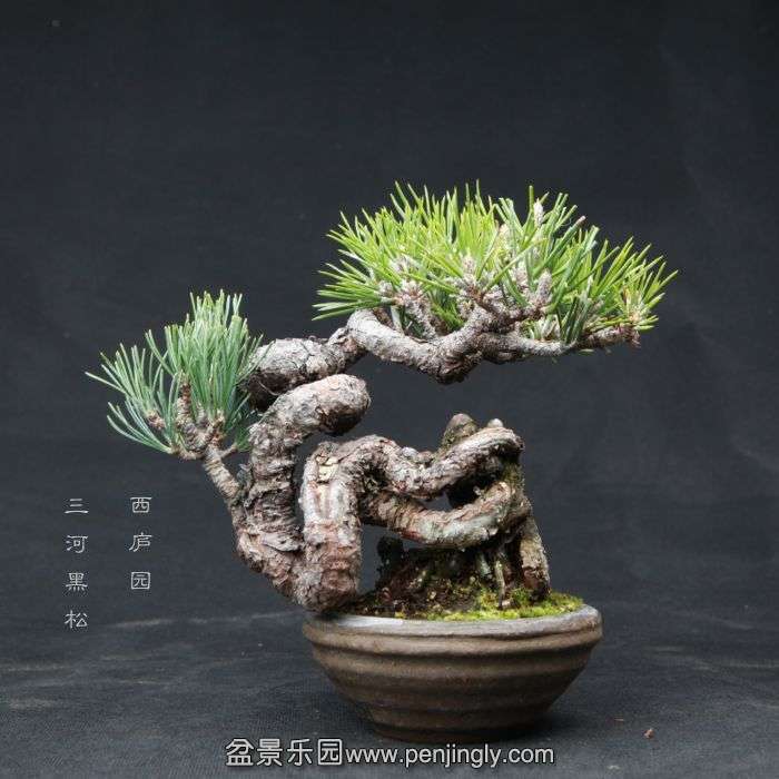 bonsai15040305.jpg