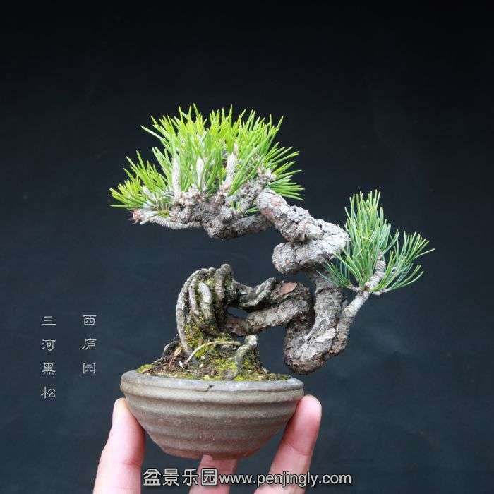 bonsai15040307.jpg