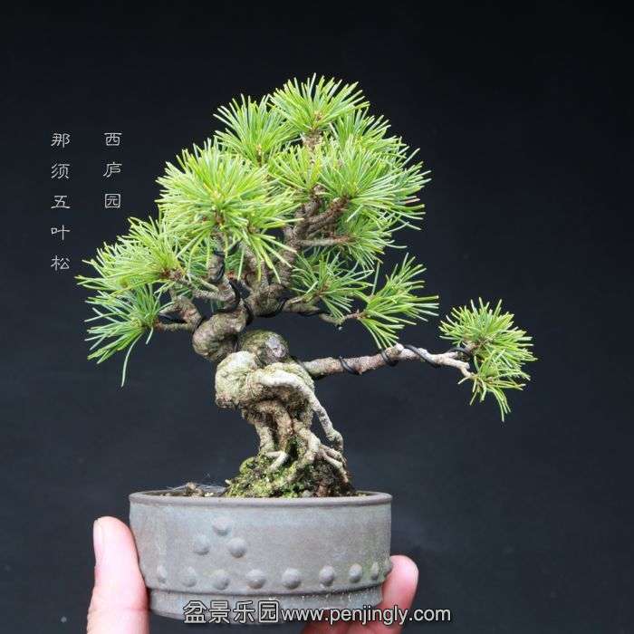 bonsai15040310.jpg