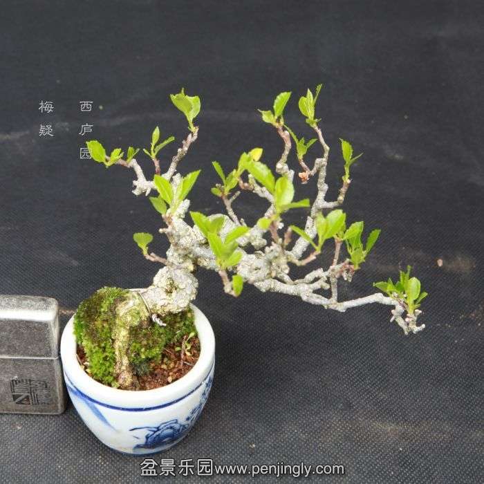 bonsai15040312.jpg