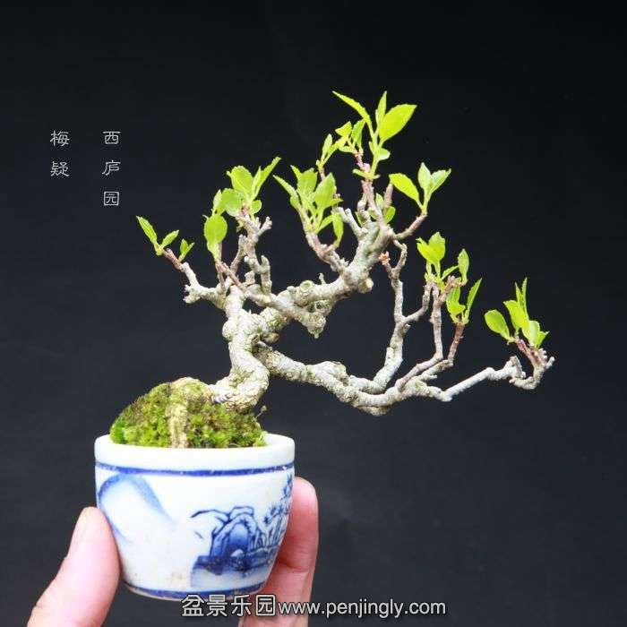 bonsai15040313.jpg