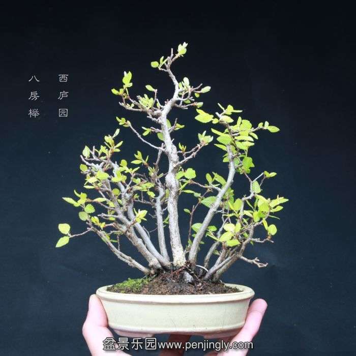 bonsai15040316.jpg