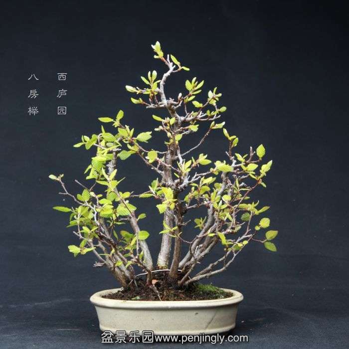 bonsai15040317.jpg