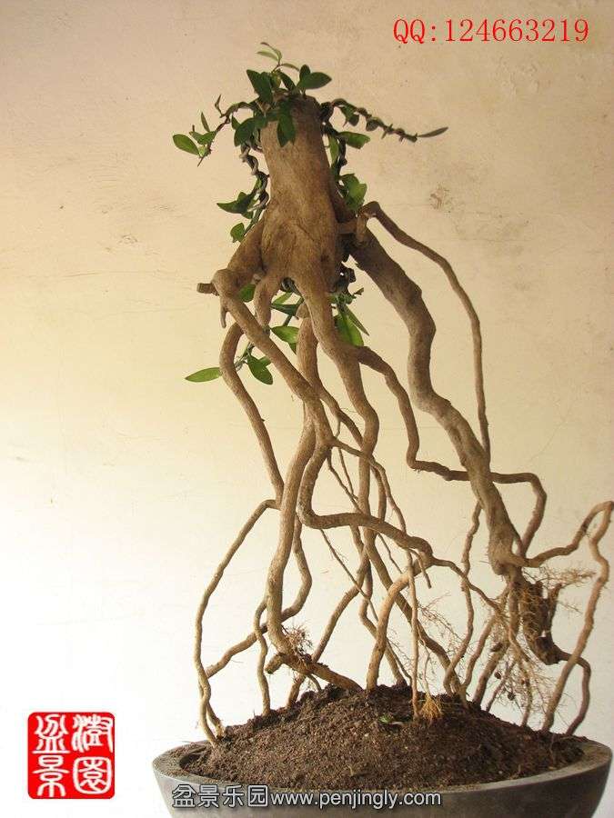 IMG_0302__.jpg