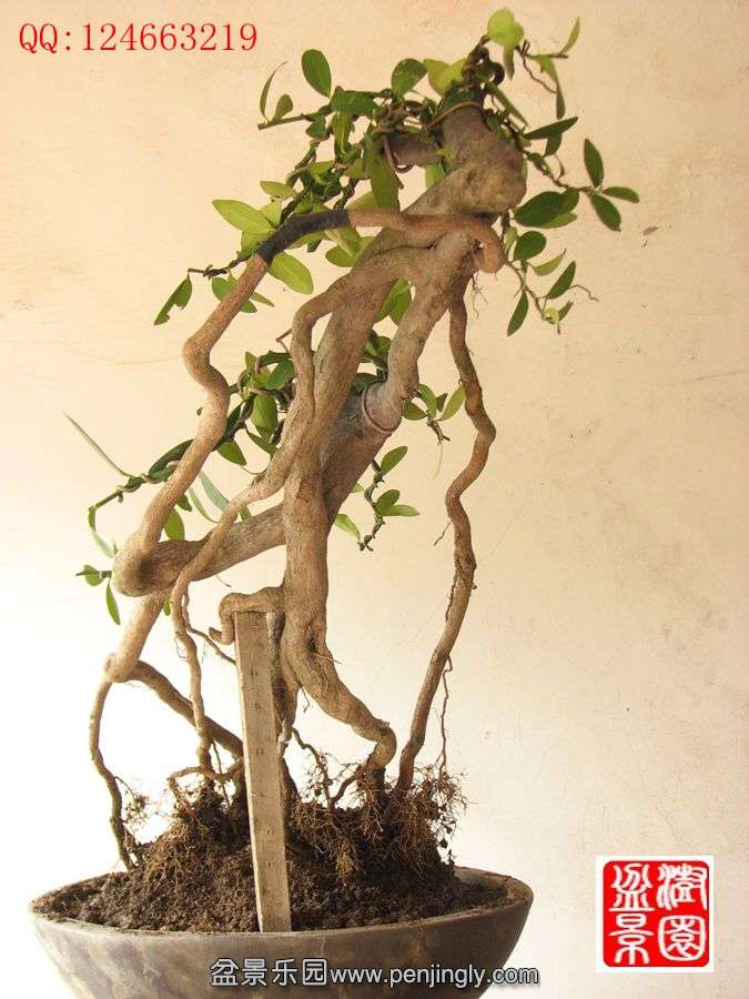 IMG_0305__.jpg