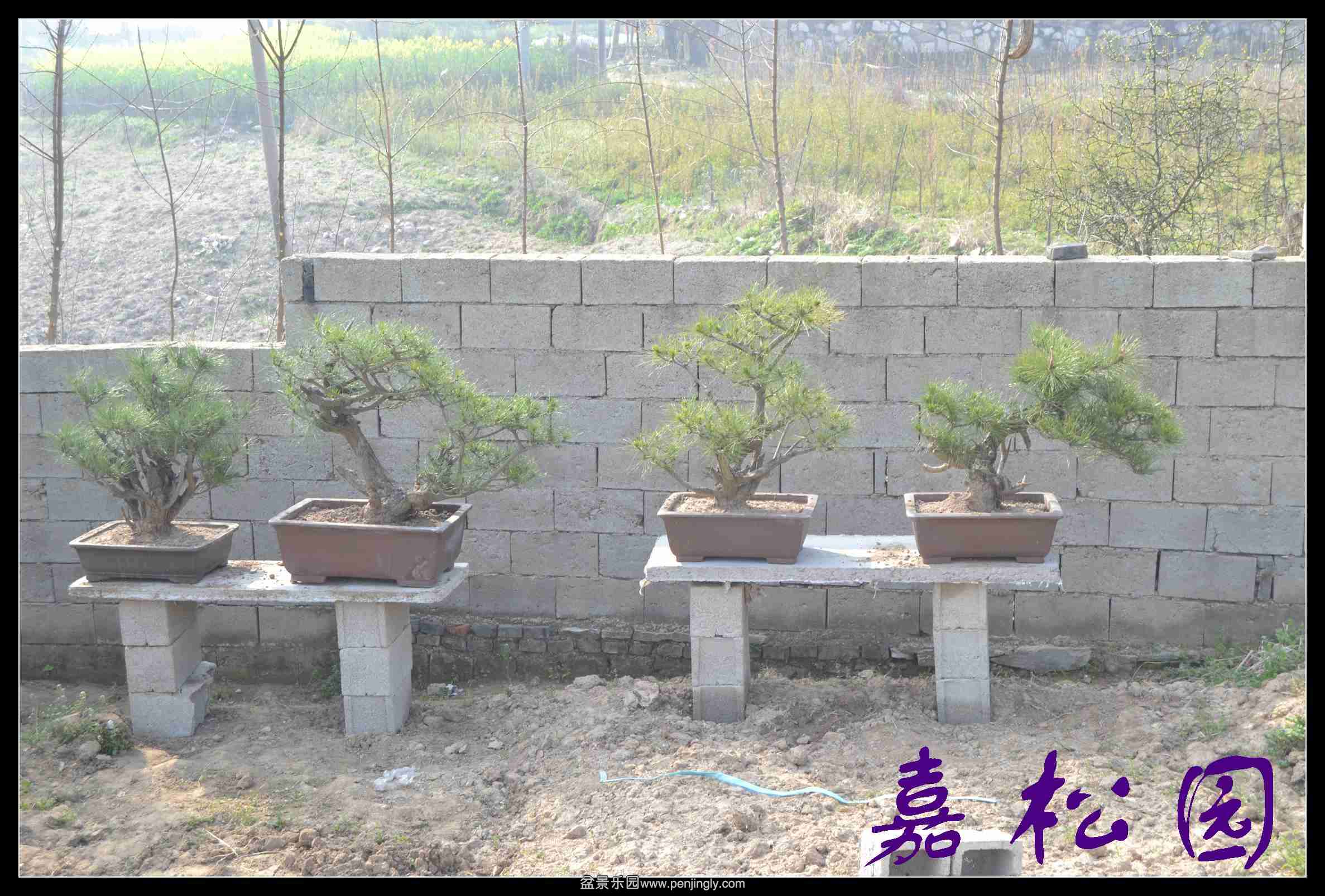 ������ 037.JPG