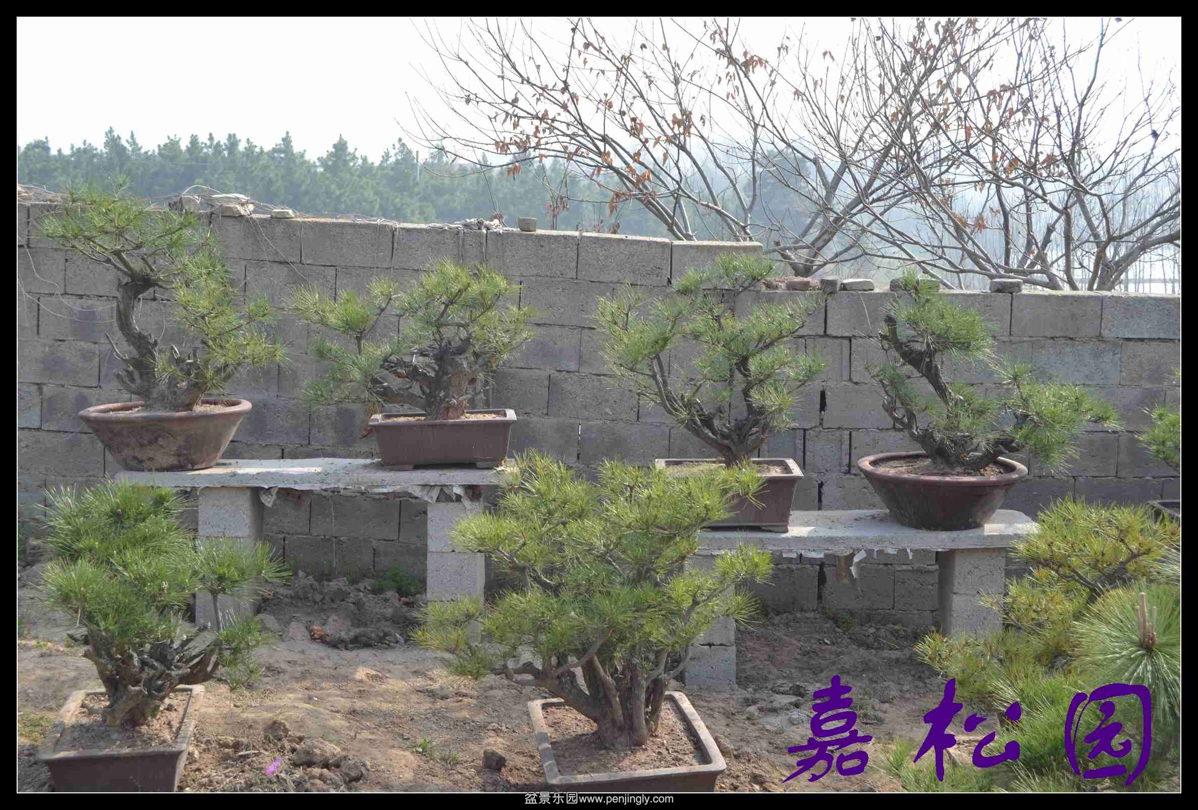 ������ 038.JPG