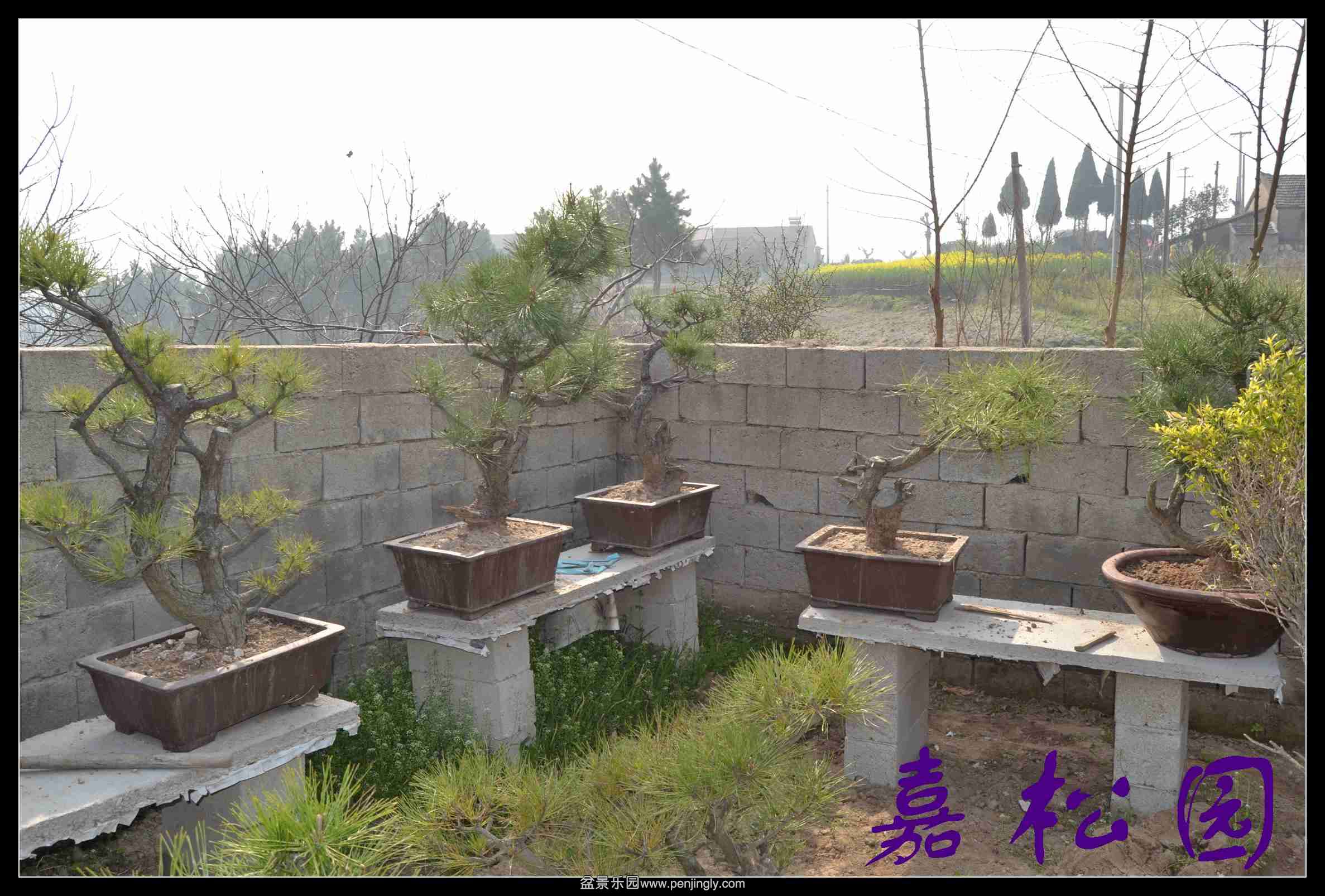 ������ 039.JPG