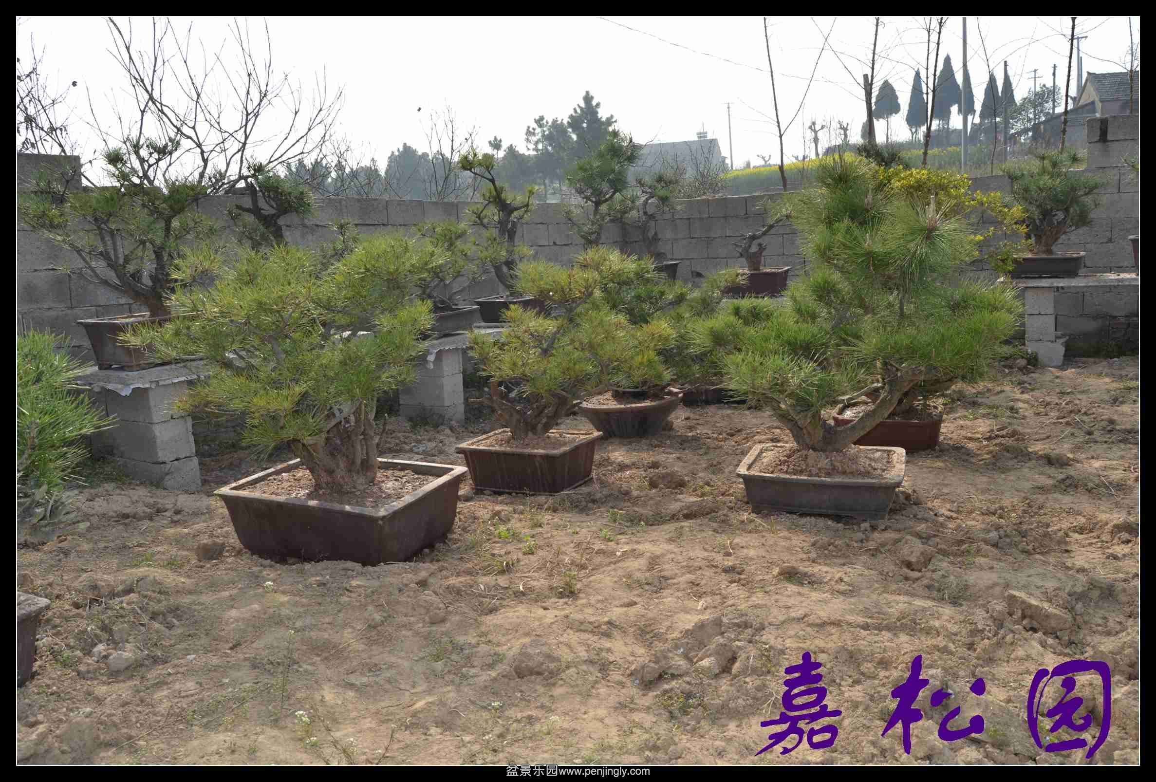 ������ 040.JPG