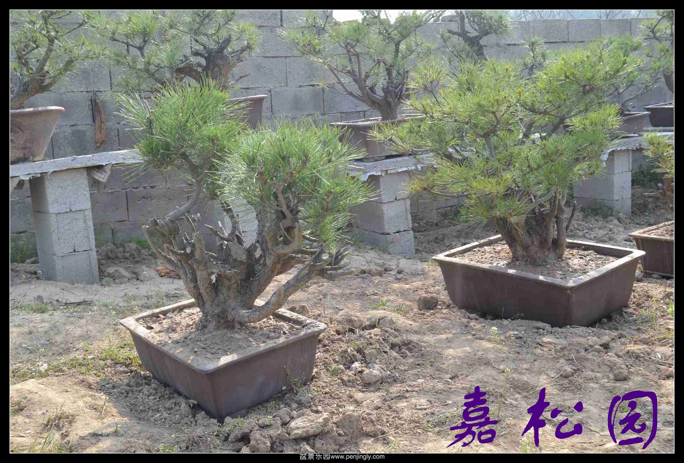 ������ 041.JPG