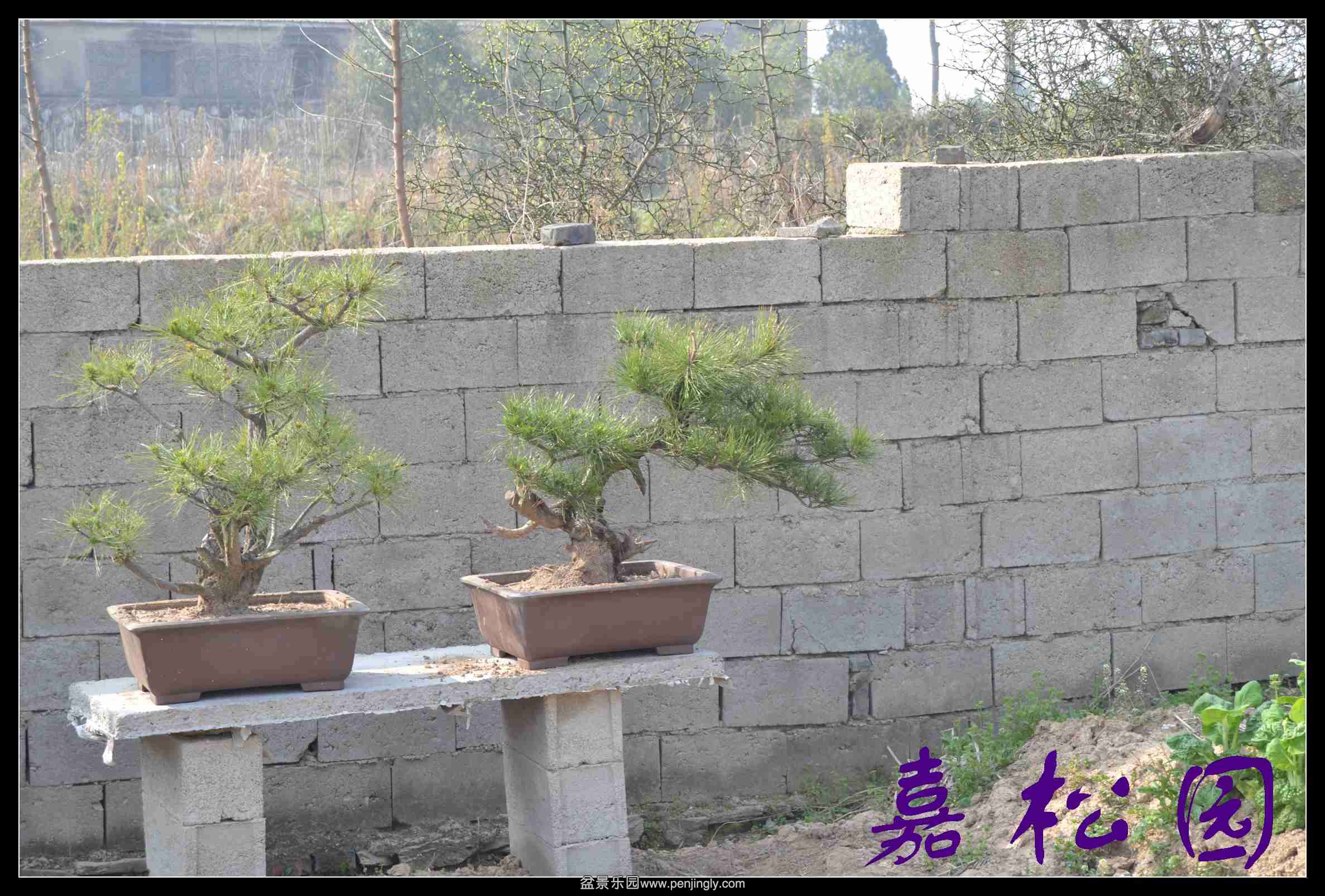 ������ 043.JPG