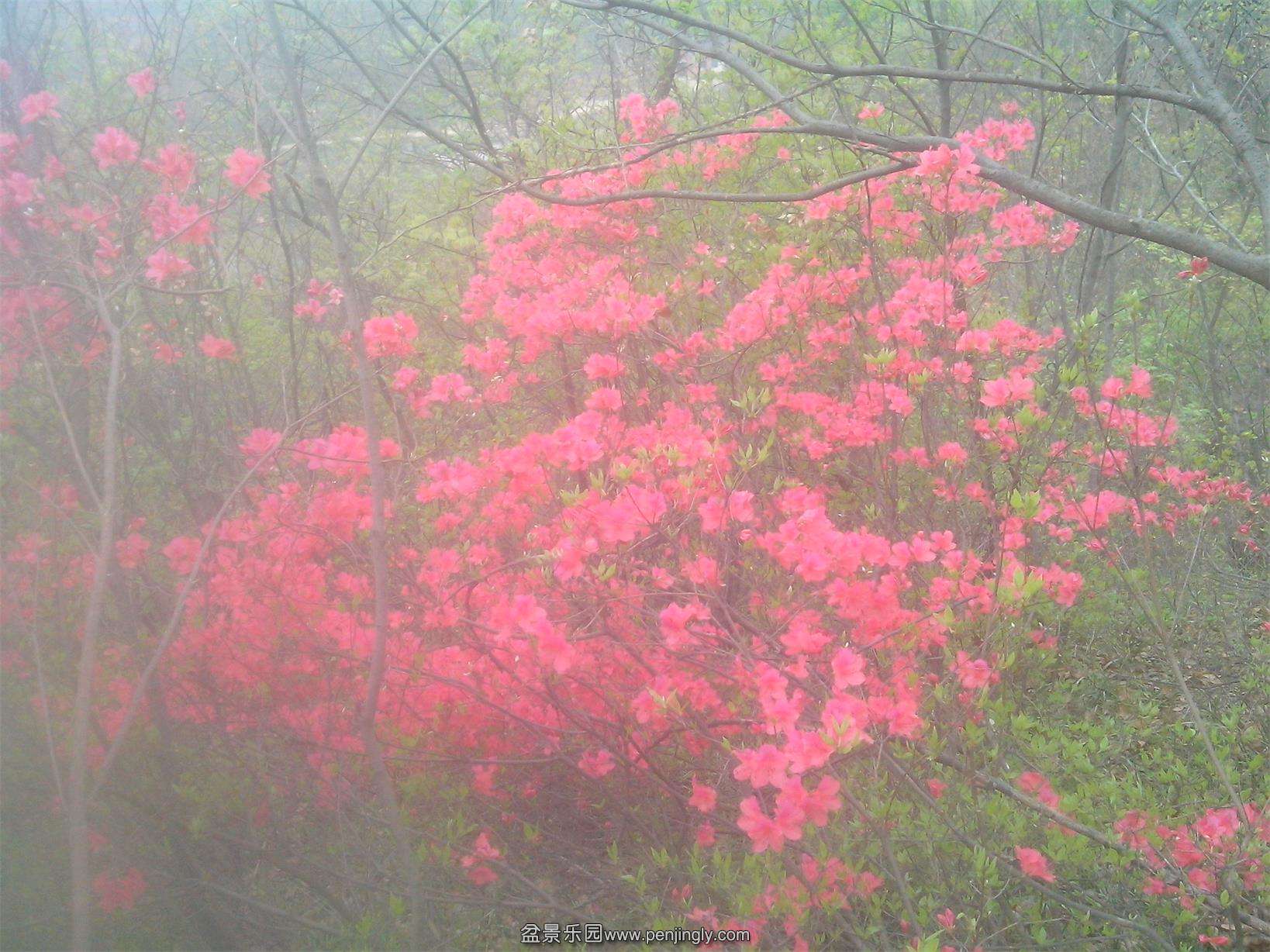IMG20150404011.jpg