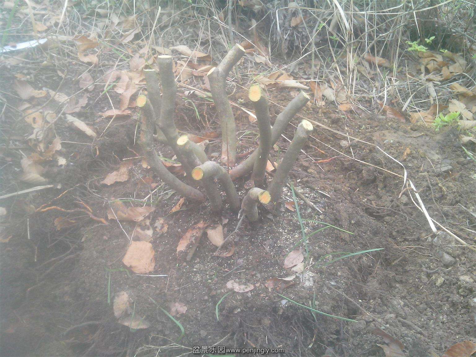 IMG20150404013.jpg