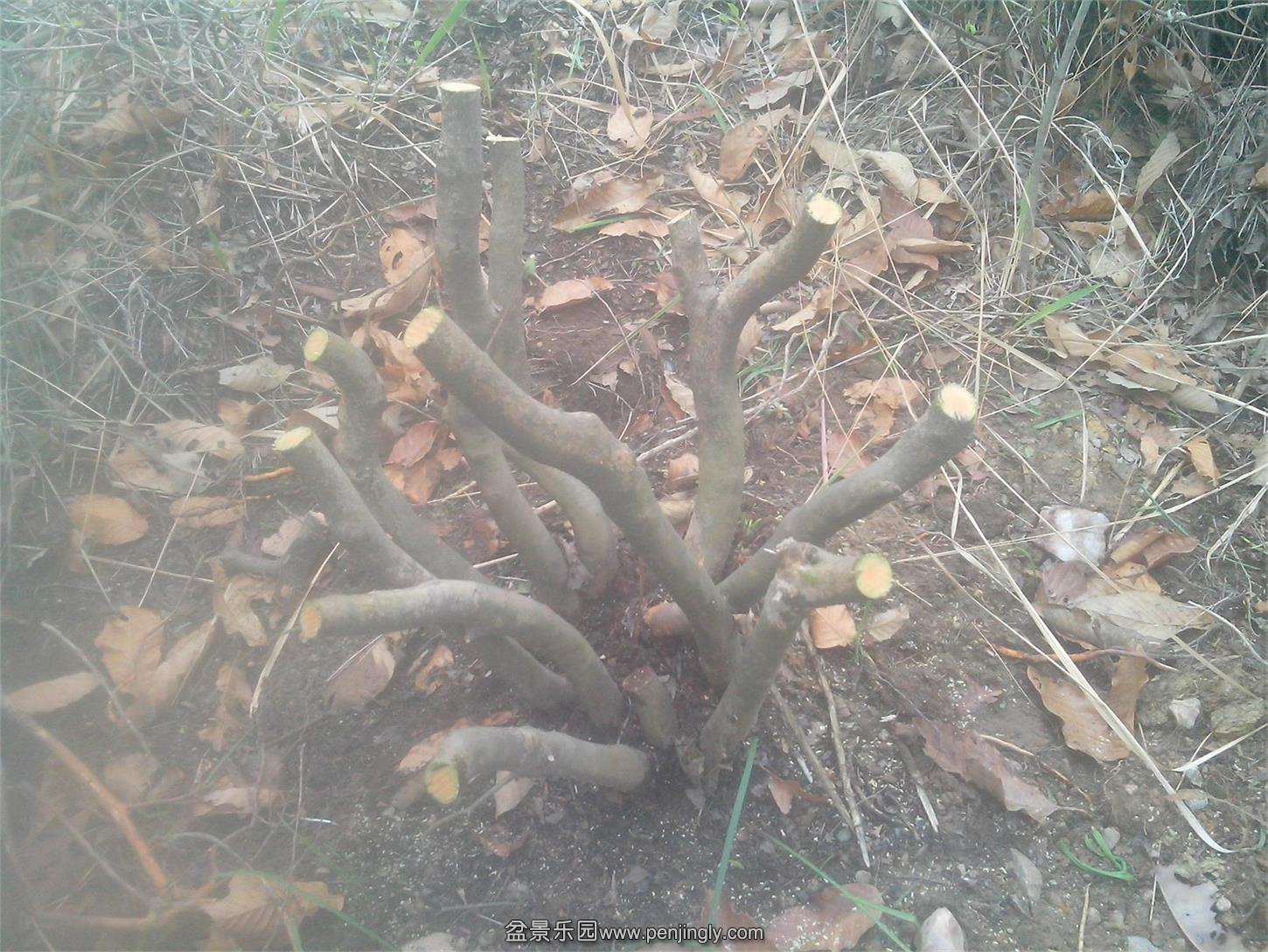 IMG20150404012.jpg