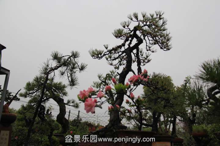 IMG_2736.JPG