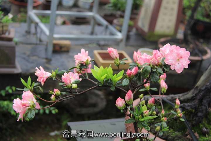 IMG_2737.JPG