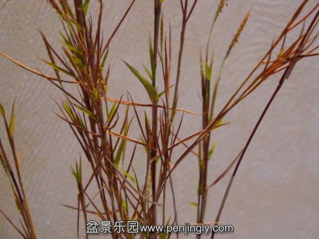 DSC00568.JPG