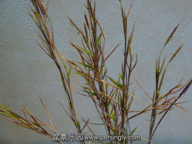 DSC00571.JPG