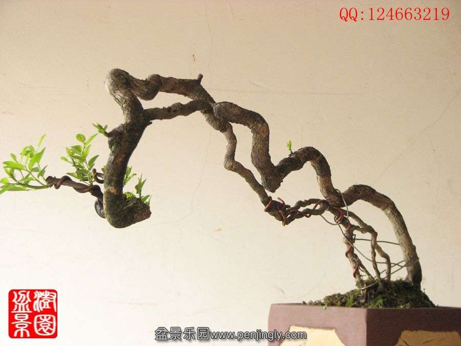 IMG_0321_.jpg