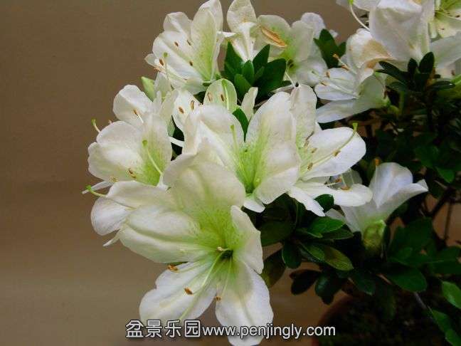 1IMG_2174.jpg