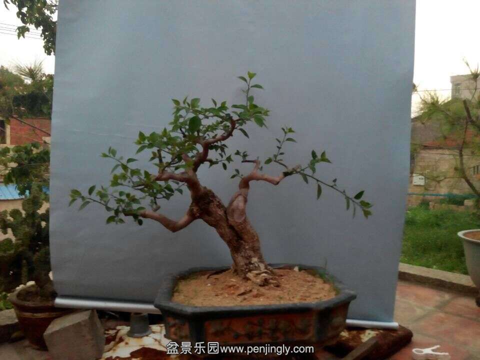 QQͼƬ20150406022313.jpg