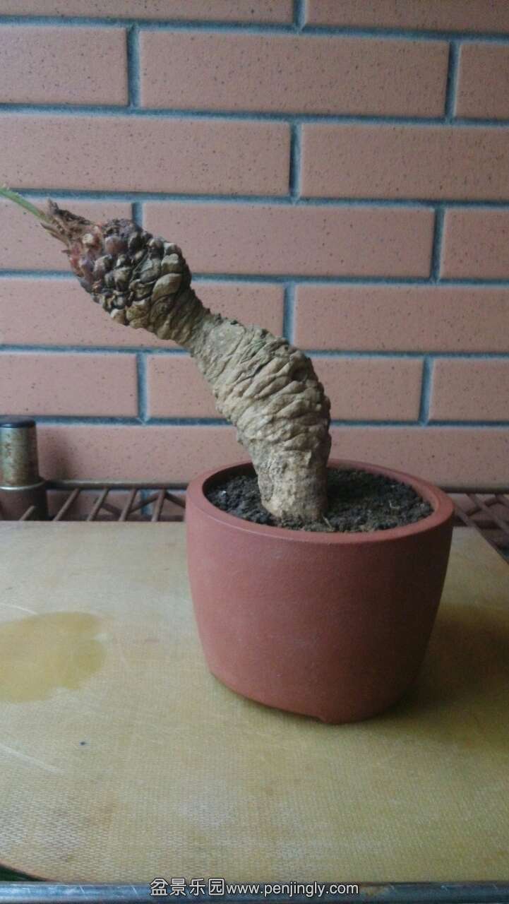 2ƴЧô