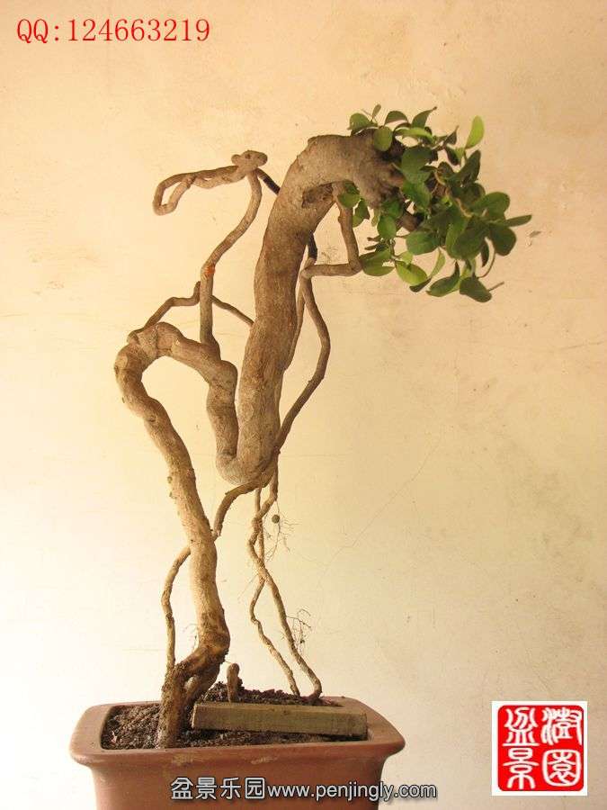 IMG_0340__.jpg