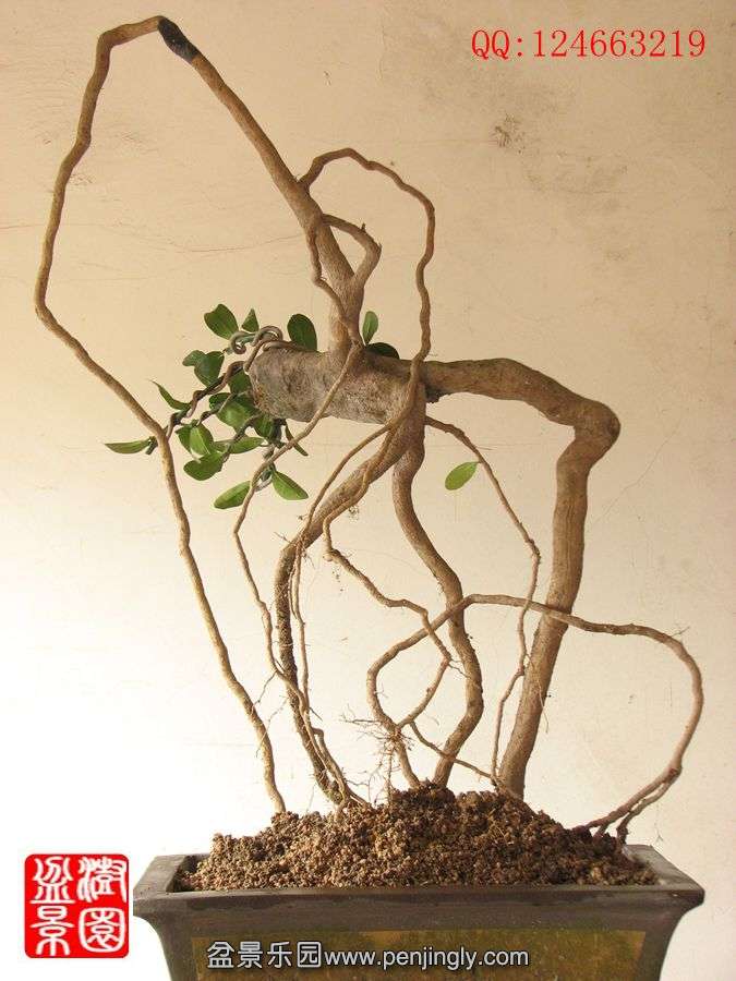 IMG_0353__.jpg