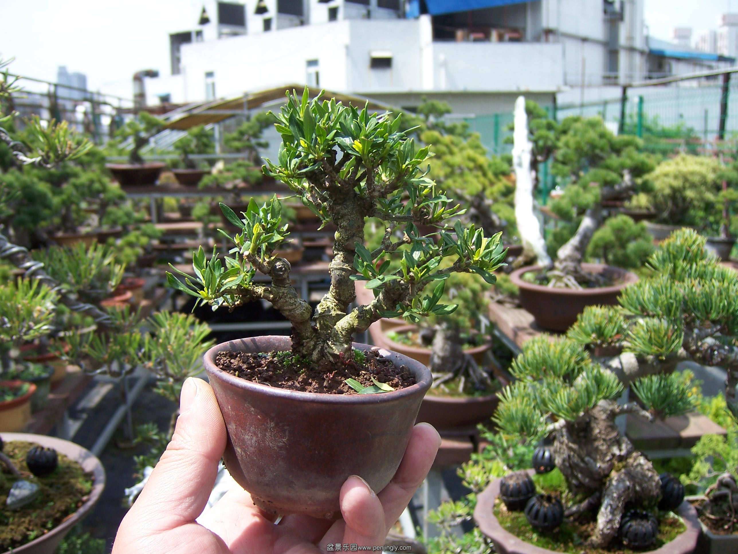 100_2724[1]_.jpg