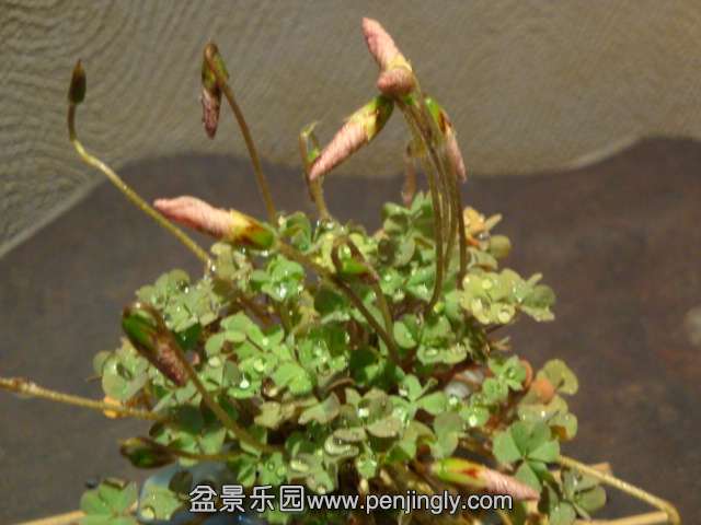 DSC00584.JPG