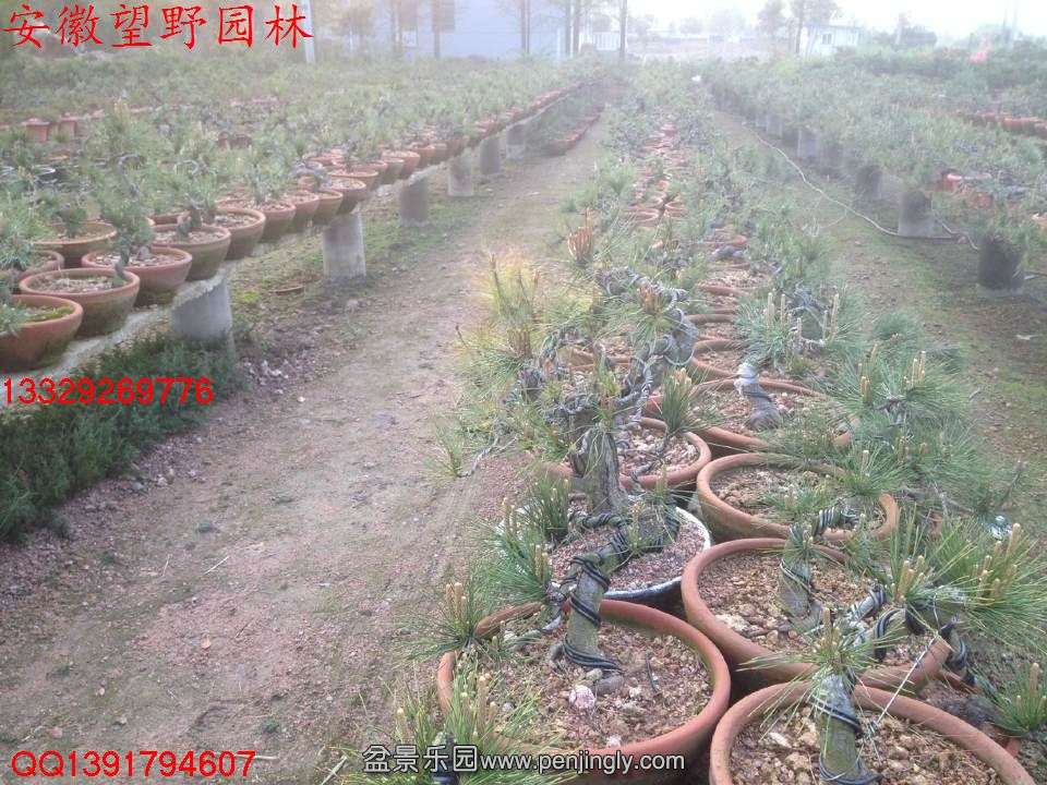 AC53311C3F989FFCE24A4989900A51E9.jpg