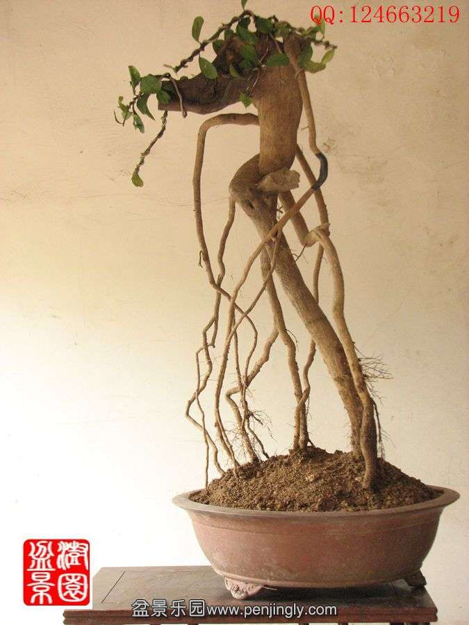 IMG_0362__.jpg