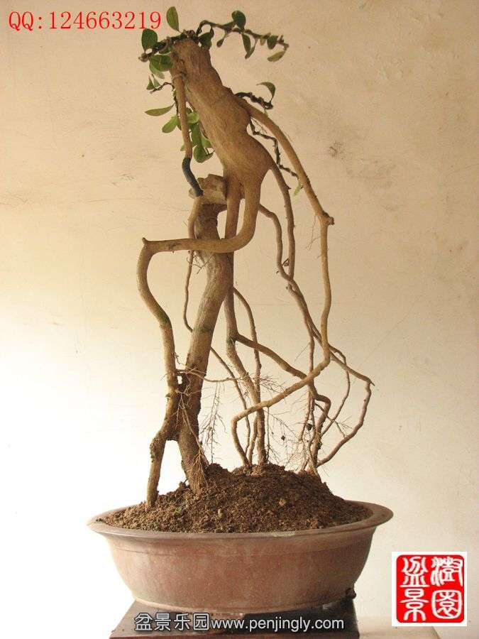 IMG_0365__.jpg