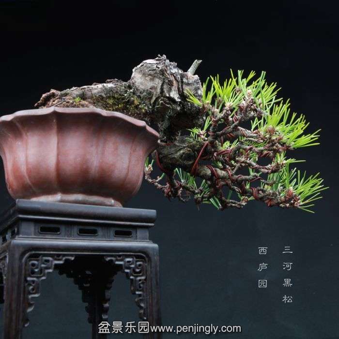 bonsai1504095.jpg