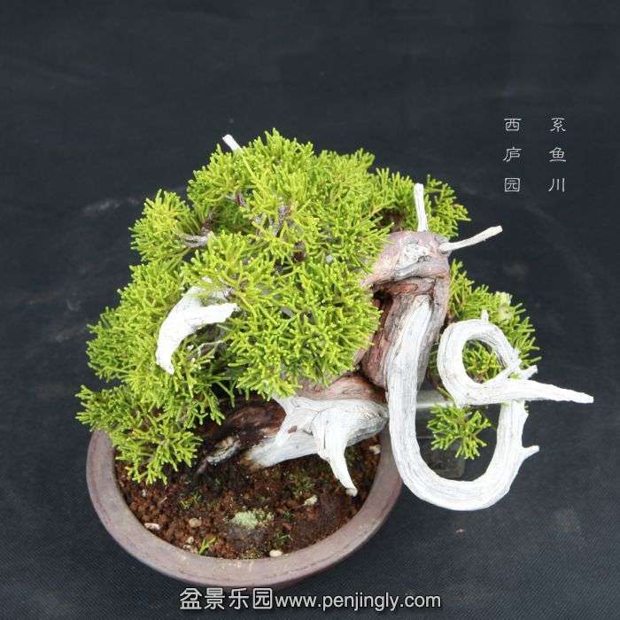bonsai1504097.jpg