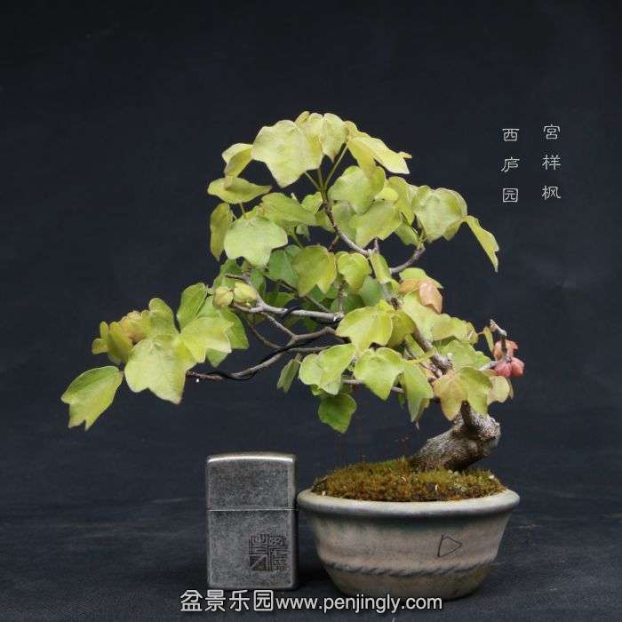 bonsai15041008.jpg