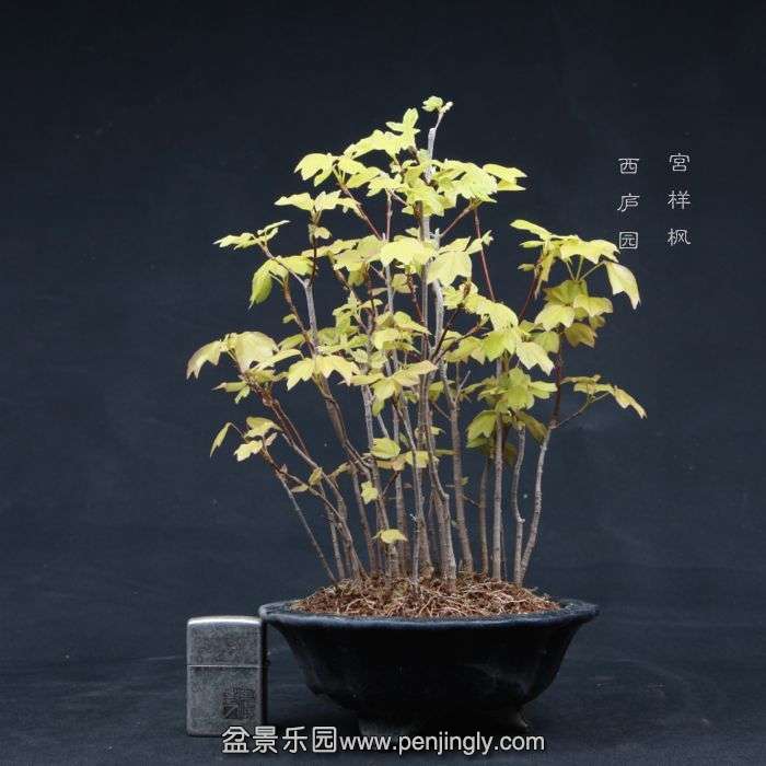 bonsai15041010.jpg