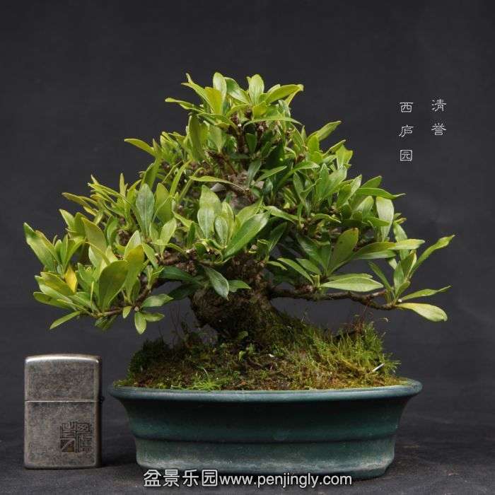 bonsai15041022.jpg