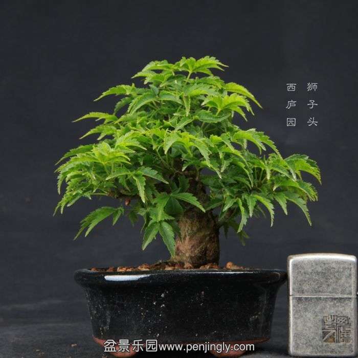 bonsai150410B09.jpg