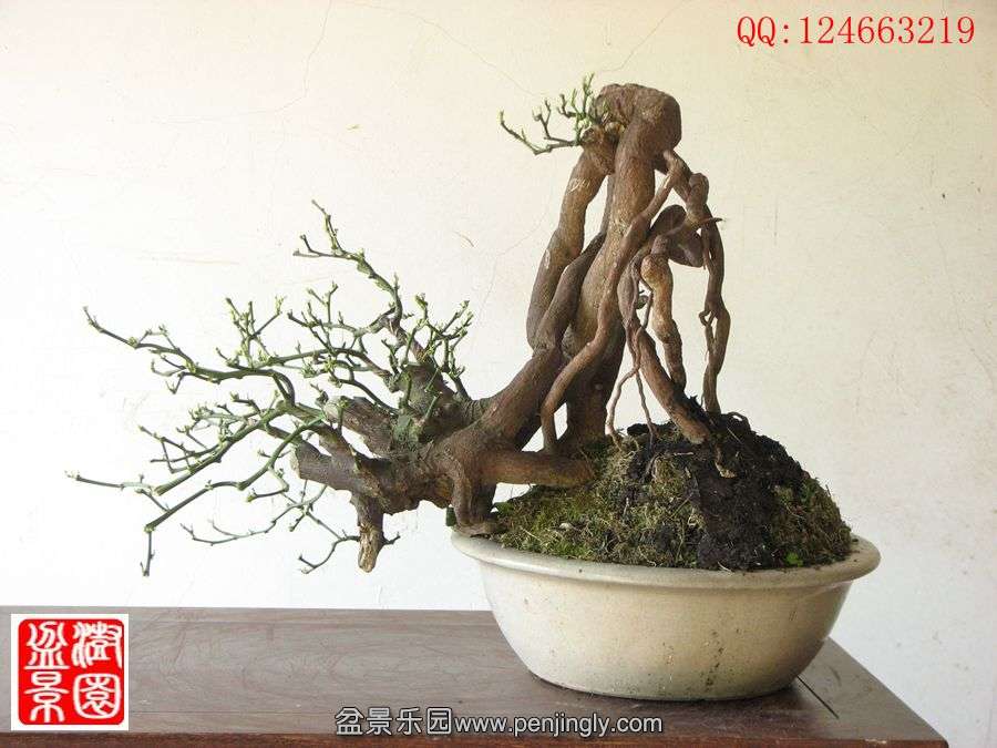 IMG_0368__.jpg