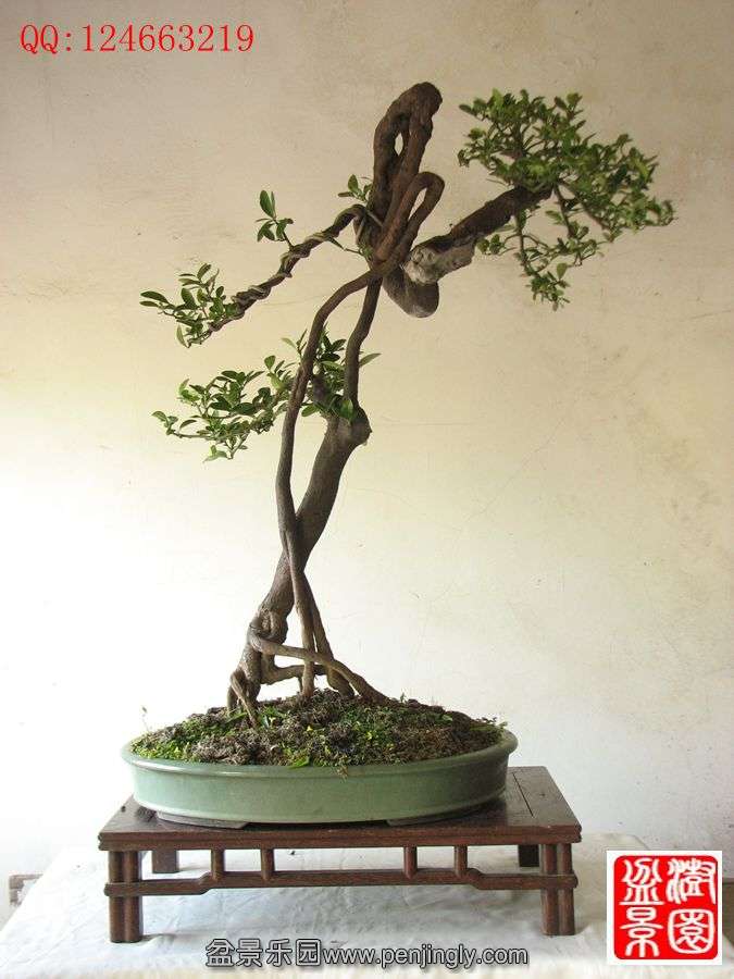 IMG_0375__.jpg