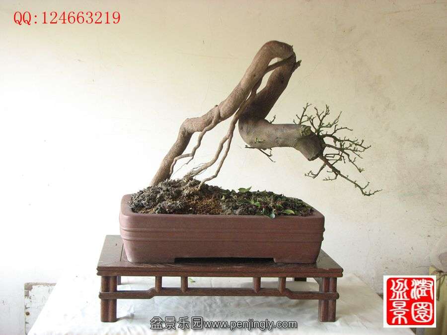 IMG_0381__.jpg
