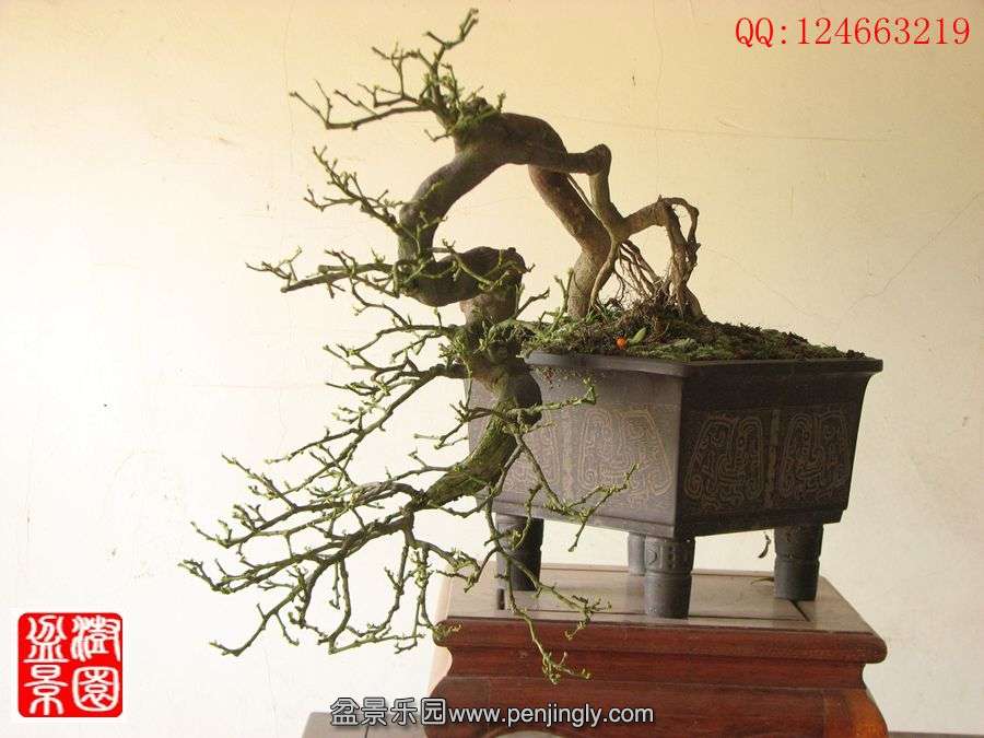 IMG_0390__.jpg