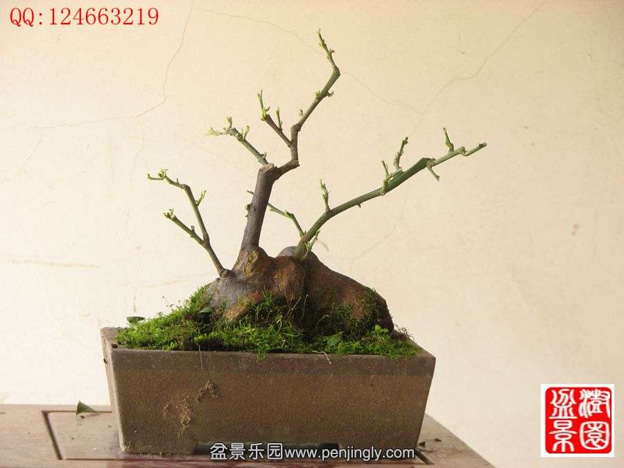 IMG_0406__.jpg